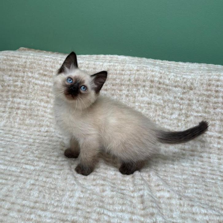 Ragdoll kittens, Dieren en Toebehoren, Katten en Kittens | Raskatten | Langhaar, Kater, 0 tot 2 jaar, Ontwormd