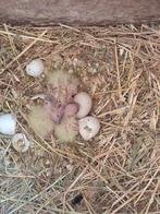 3 jonge valkjes te koop: 40 euro per stuk, Dieren en Toebehoren, Meerdere dieren, Parkiet
