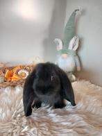 Franse hangoor ram, Dieren en Toebehoren, Konijnen, Mannelijk, Groot, Hangoor, 0 tot 2 jaar