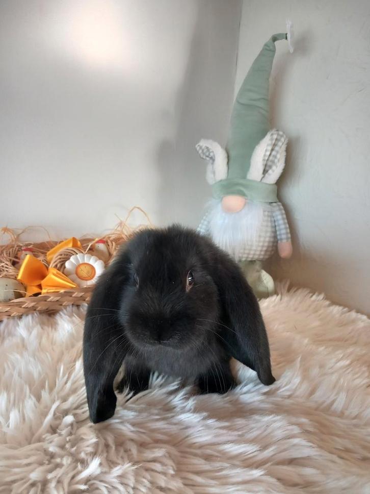 Franse hangoor ram, Dieren en Toebehoren, Konijnen, Groot, Mannelijk, 0 tot 2 jaar, Hangoor