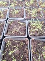 Dille, Tuin en Terras, Ophalen, Tuinaarde