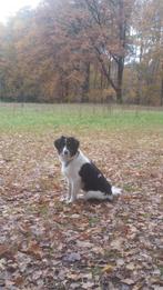 Hondenoppas, Particuliere oppas