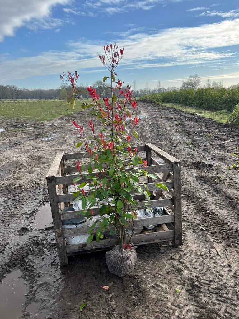 Photinia Red Robin - Glansmispel - ACTIEPRIJS!, Tuin en Terras, Vaste plant, Halfschaduw, Lente, Ophalen