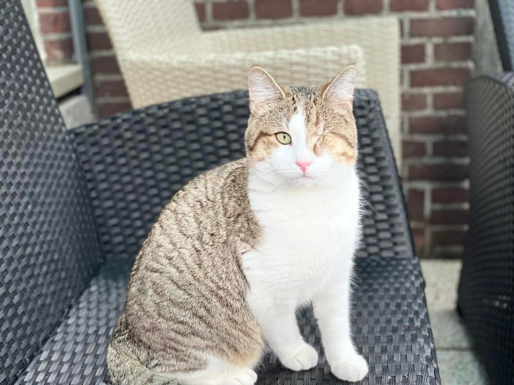 Lieve kat (6) zoekt een warme huis, Dieren en Toebehoren, Kater
