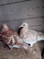 Jonge kleur postduiven, Dieren en Toebehoren, Meerdere dieren, Gans of Zwaan