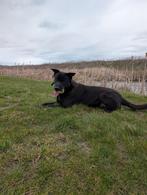 Te koop Hollandse herder, Reu, Eén hond, 3 tot 5 jaar, Herder