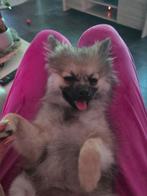 Pompriaan NIET GRATIS, 15 weken tot 1 jaar, Overige rassen, Teef, Parvo