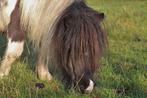 weiland of stalling gezocht! (shetlander), Weidegang, 1 paard of pony