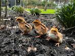 Welsumer kuikens (hengarantie), Dieren en Toebehoren, Pluimvee, Meerdere dieren, Kip