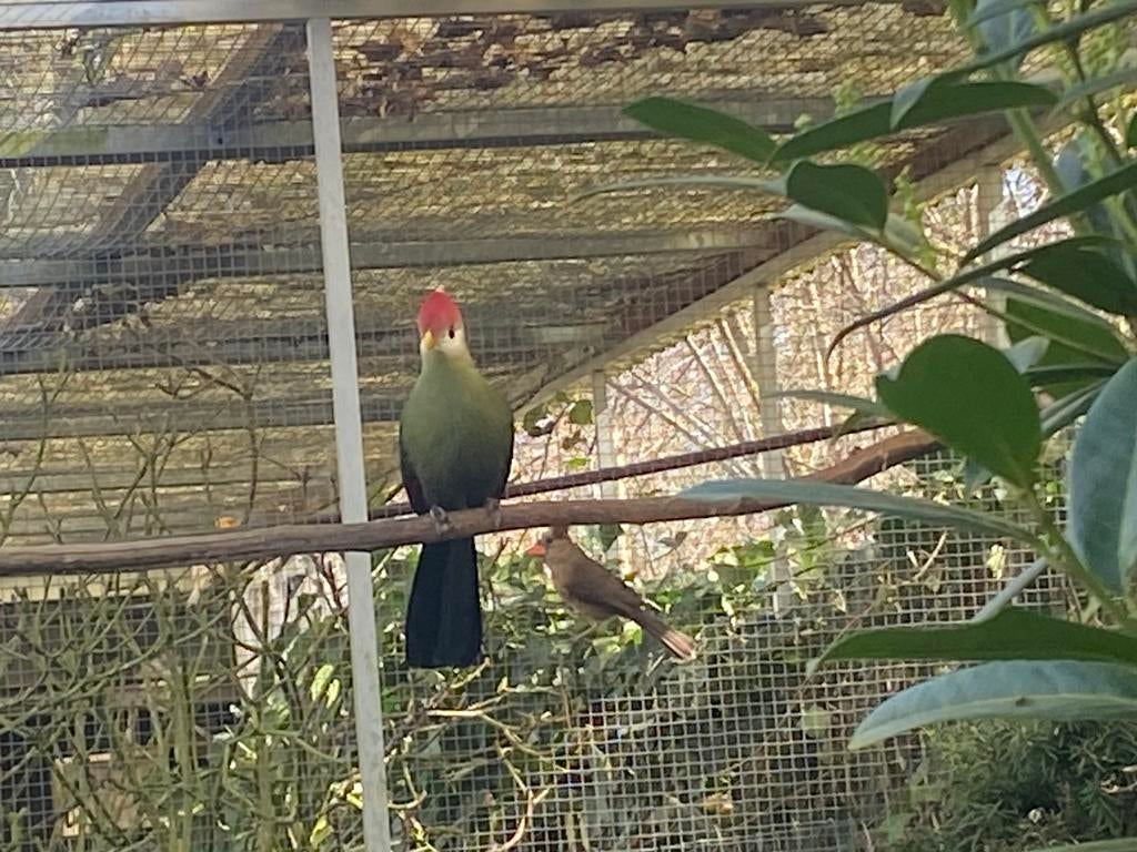 Roodkuif Toerako, Mannelijk, Wildzangvogel, Geringd