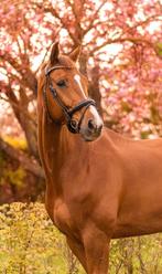 KWPN ruin, allrounder, ideaal leerpaard, 175 cm of meer, Met stamboom, Ruin, M