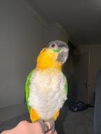 Tamme Caique | Kooi en speeltjes | 2 jaar, Dieren en Toebehoren, Vrouwelijk, Papegaai, Geringd