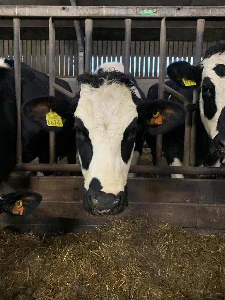 ProCross pinken te koop (melkvee), Dieren en Toebehoren, Runderen, Meerdere dieren, 0 tot 2 jaar