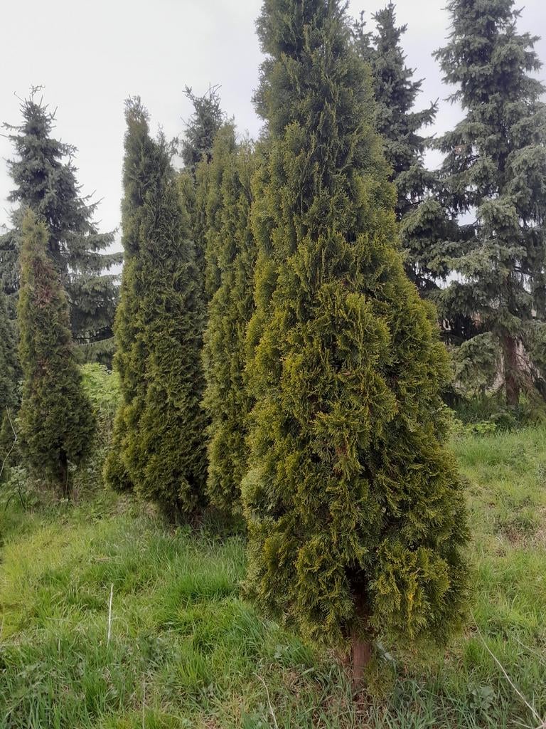 Coniferen thuya smaragd, Ophalen of Verzenden, Nieuw