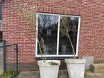 2x Olijfbomen in pot, Volle zon, Vaste plant, Bloeit niet, Ophalen