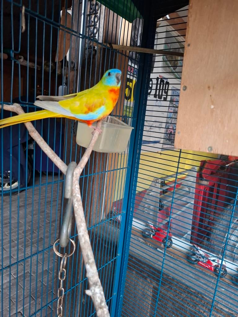 Te koop tuqusine parrekiet man 2x deliut geelgroen of 1ruile, Dieren en Toebehoren, Mannelijk