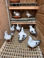 Takla italjane ays, Dieren en Toebehoren