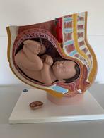 Anatomie model zwangerschap 40 weken, Ophalen of Verzenden