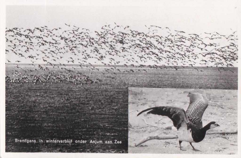 anjum a zee  brandganzen winterverblijf, Verzamelen, Ophalen of Verzenden, Voor 1920, Noord-Brabant
