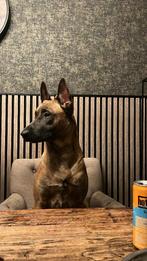 mechelse herder pups  nog 2 reuen, Dieren en Toebehoren, Honden | Herdershonden en Veedrijvers, 8 tot 15 weken, Meerdere, Meerdere dieren