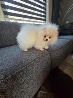 Pomeriaan | pomeranian |dwergkees pup teefje mini, Particulier, Keeshond, 15 weken tot 1 jaar, Buitenland