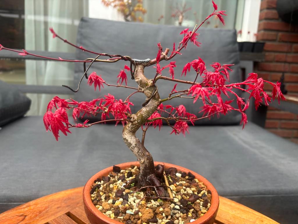 Japanse Esdoorn - Deshojo, Ophalen, Bloeit niet, Halfschaduw, Overige soorten