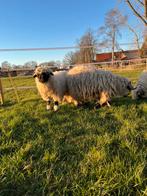 Walliser Schwarznase ooien (stamboek), Vrouwelijk, Schaap