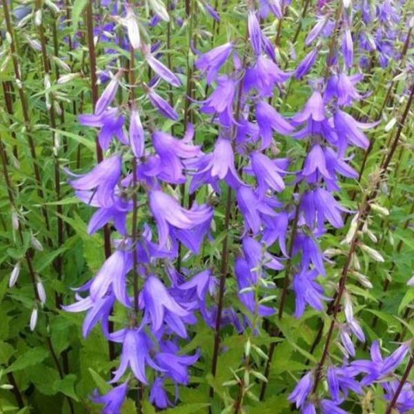 Uit de biologische moestuin: Campanula, plantjes, Overige soorten, Vaste plant, Ophalen of Verzenden, Halfschaduw