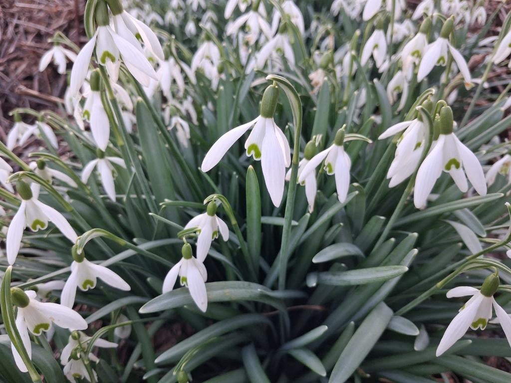Sneeuwklokjes, Ophalen of Verzenden, Overige soorten, Volle zon