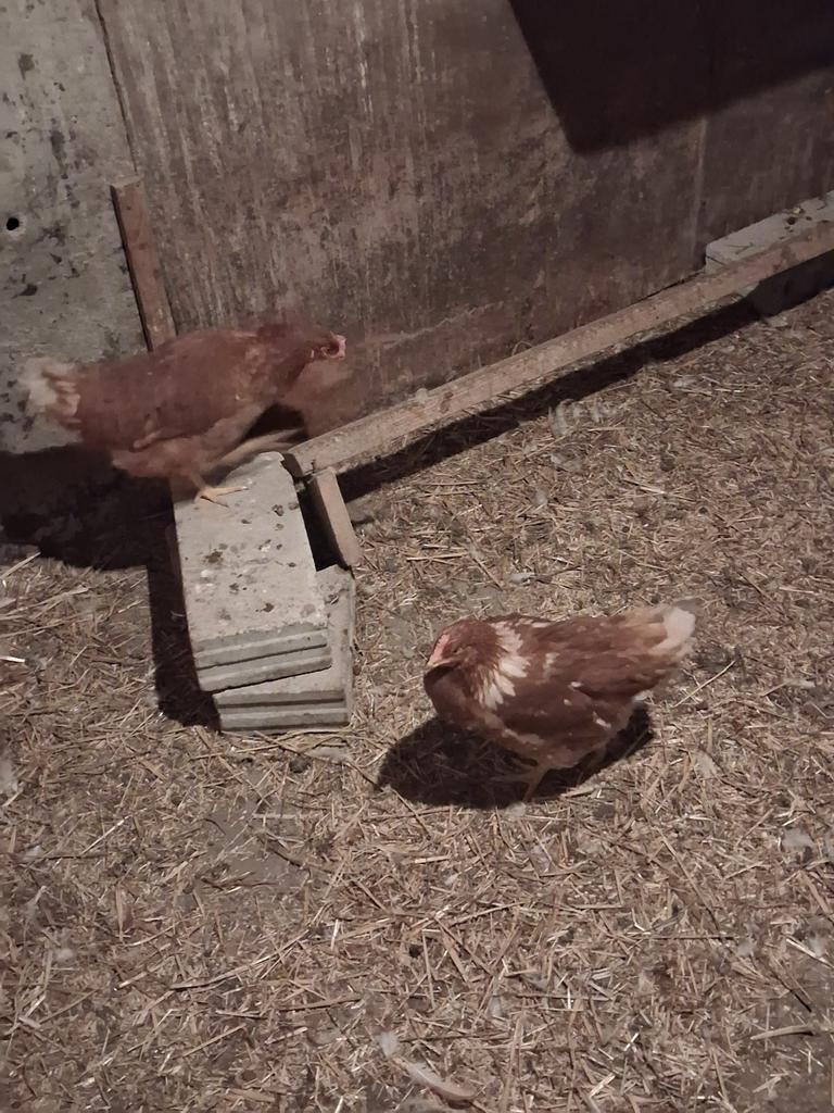 Jonge leghennen Elke dag een vers eitje, Dieren en Toebehoren, Pluimvee, Vrouwelijk, Kip