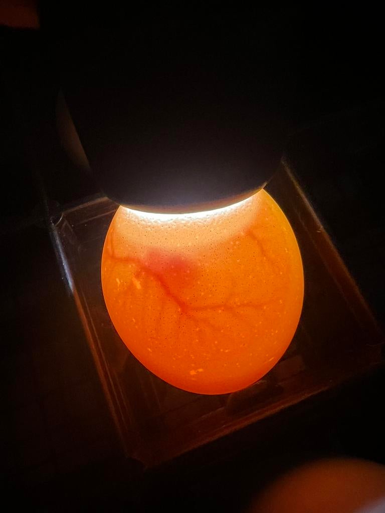 warme broedeieren Usa zijdehoen broedse hen 💯% bevrucht