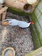 Te koop, mooie zilverfazant haan, Mannelijk, Overige soorten