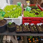 Kraampje in de voortuin met moestuin planten, Tuin en Terras, Planten | Tuinplanten, Ophalen, Volle zon, Groenteplanten, Eenjarig