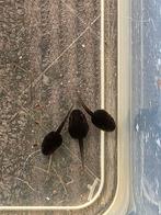 Kikkervisjes verschillende soorten, Dieren en Toebehoren