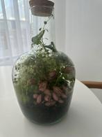 Terrarium plant in glazen pot met deksel, Huis en Inrichting, Ophalen, Overige soorten, Halfschaduw, In pot