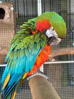 1-0 Harlekijn Ara, Vrouwelijk, Papegaai, Geringd