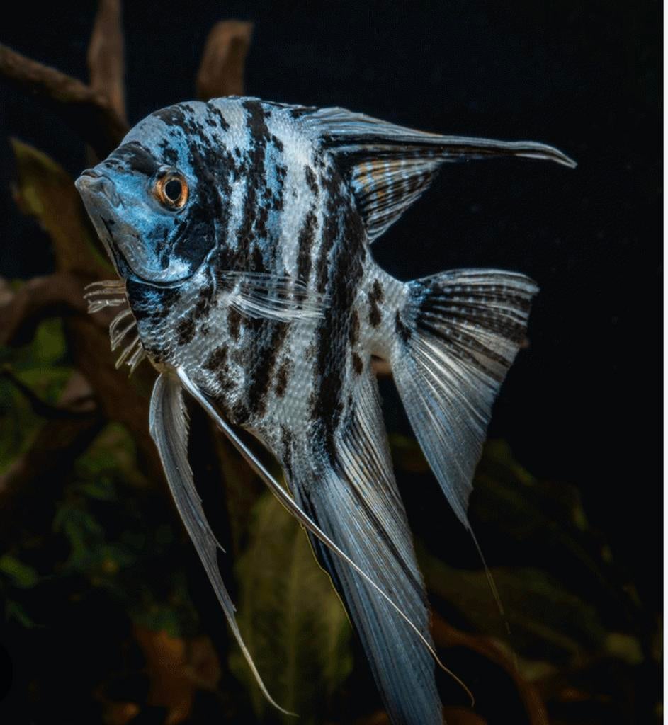 Nieuw ! Maanvis turqoise blauw, Dieren en Toebehoren, Vis, Zoetwatervis, Schoolvis