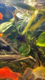 3 betta’s, Dieren en Toebehoren, Vissen | Aquariumvissen, Vis