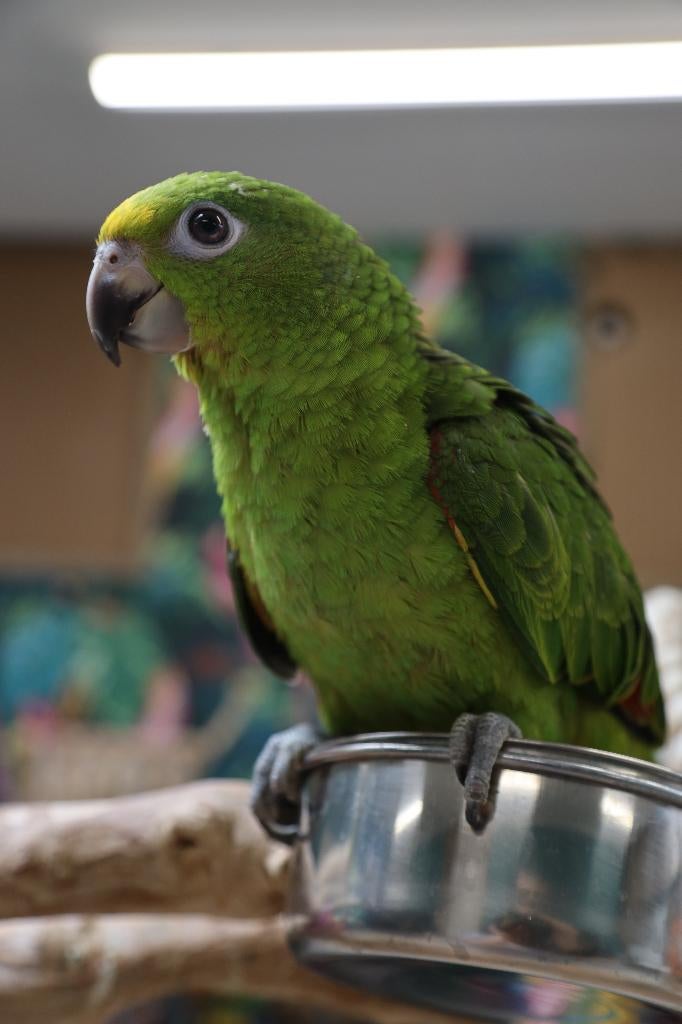 Jonge Geel voorhoofd Amazones | Handtam | Nieuwsgierig, Dieren en Toebehoren, Vogels | Parkieten en Papegaaien, Meerdere dieren