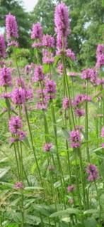 Te koop vaste plant Stachys monieri ‘Hummelo’, Tuin en Terras, Planten | Tuinplanten, Ophalen, Overige soorten, Halfschaduw