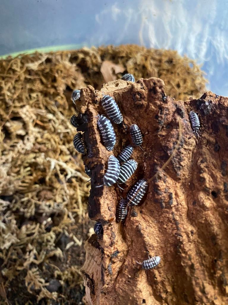 Zebra pissebedden, Overige soorten