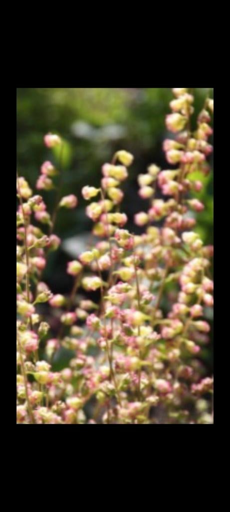 Tellima grandiflora, Ophalen, Halfschaduw