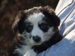 Hele knappe Miniature American Shepherd (MAS) pups, Parvo, 8 tot 15 weken, Meerdere, Meerdere dieren