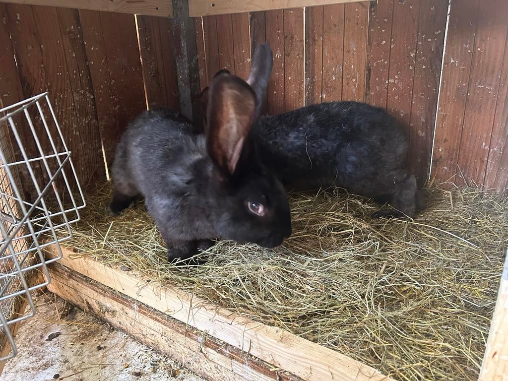 Duitse reus konijnen vlaamse reus ram, Mannelijk, Groot