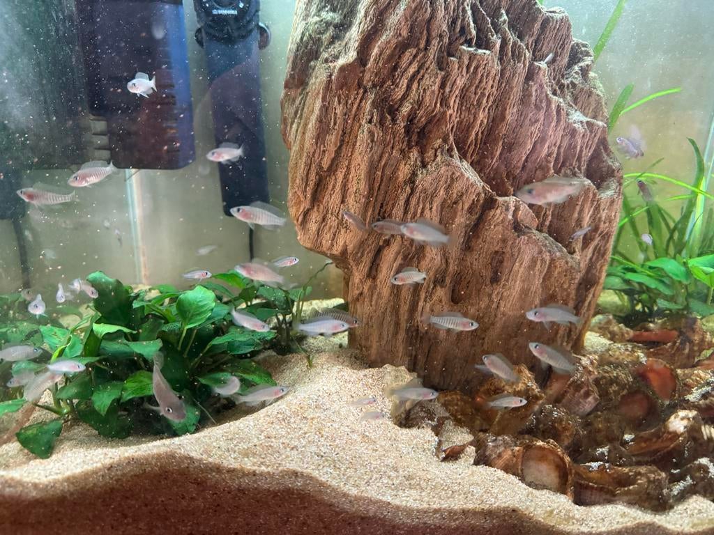 Neolamprologus multifasciatus groep, Vis