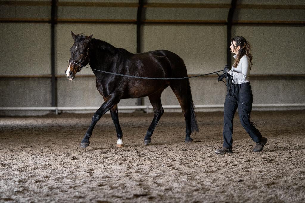 Grondwerk paard / training / les
