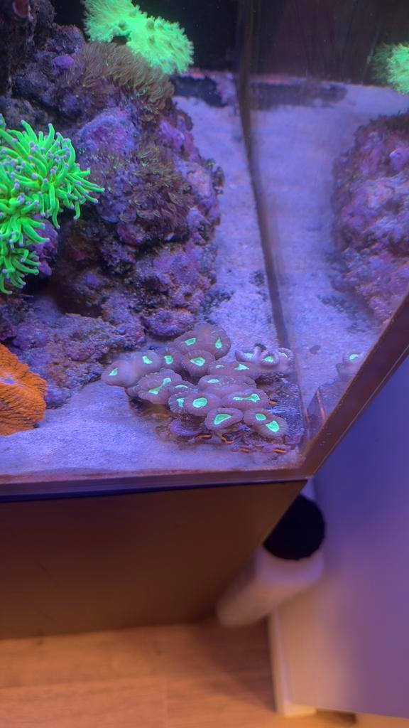 Caulustrea koraal stekjes LPS, Dieren en Toebehoren, Overige typen, Zoutwatervis, Schoolvis