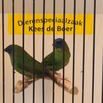 Driekleur papegaaiamadines, Dieren en Toebehoren, Meerdere dieren