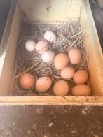 Broedeieren Cochin, Dieren en Toebehoren, Ophalen of Verzenden, Nieuw, Overige typen