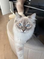 Ragdolls broer en zus, Dieren en Toebehoren, Meerdere dieren, Gechipt, 0 tot 2 jaar